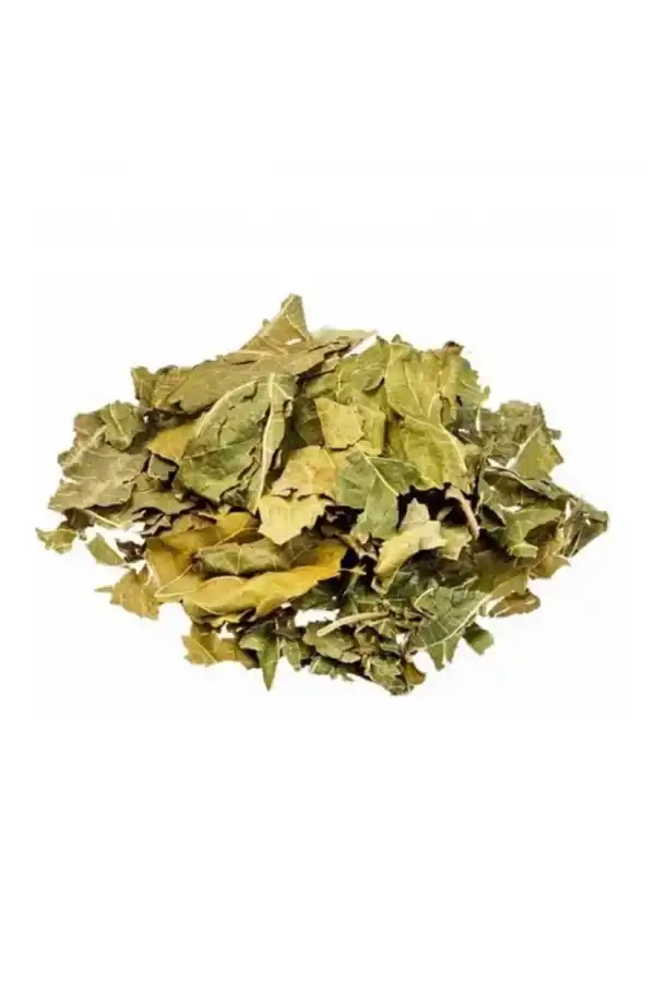 Dut Yaprağı (Beyaz Dut) Morus alba 100 gr, Derya Eren