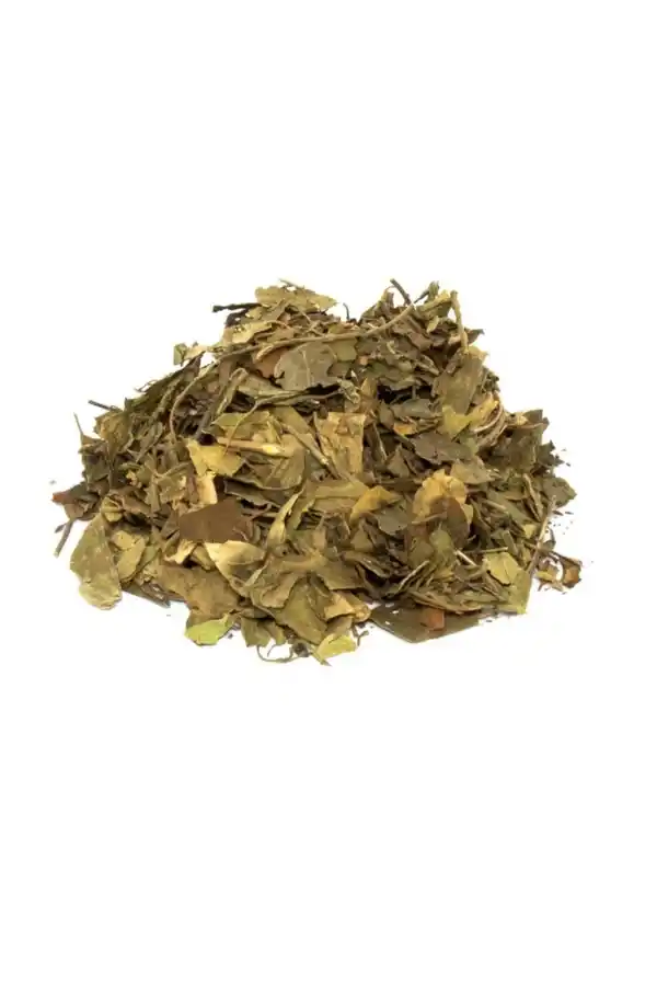 Cinnema Gimneya-Cimnema Otu 30 Gr, Derya Eren