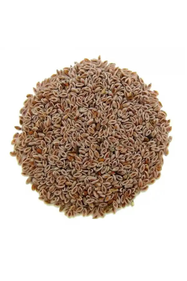 Karnıyarık Tohumu 100 gr, Derya Eren