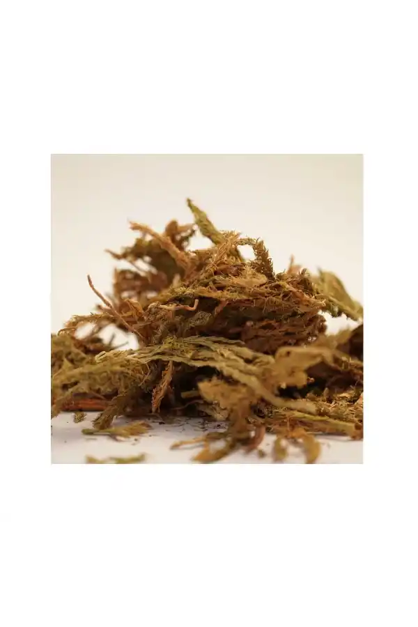 Kurt Pençesi 35 Gr, Lokman Aktar