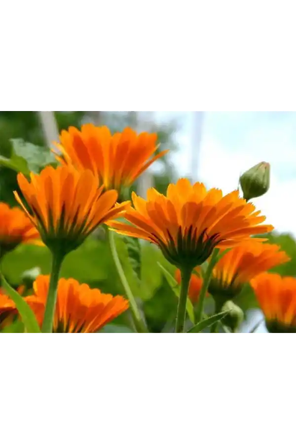 Aynı Sefa Yağı 20 Cc Aynısefa, Lokman Aktar