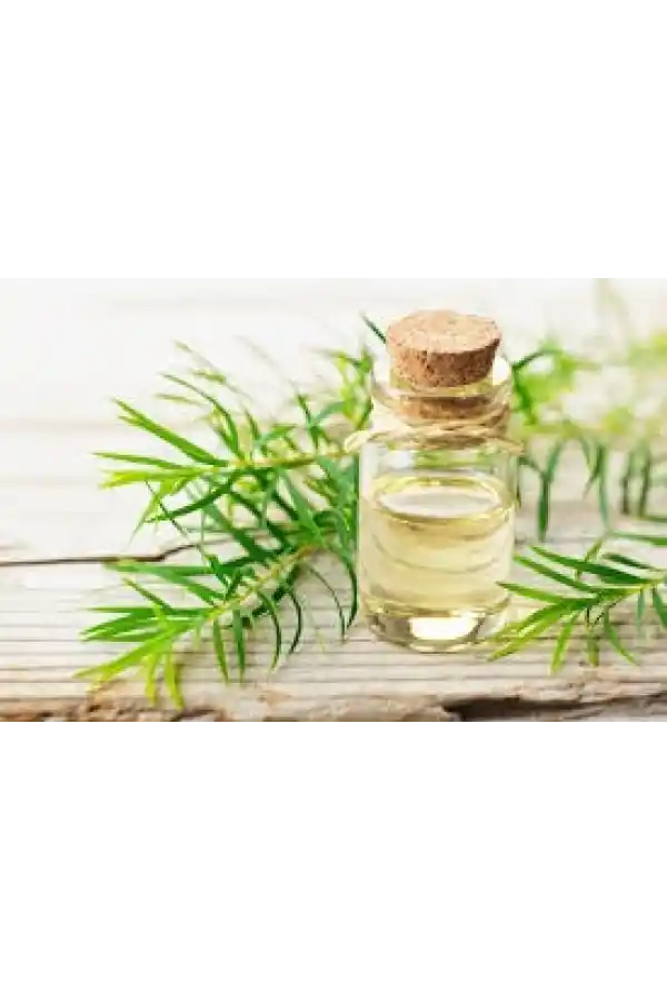 Çay Ağacı Yağı 20 Cc 1Adet, Lokman Aktar