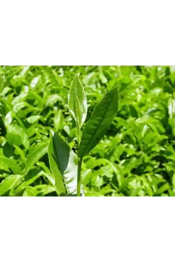 Çay Ağacı Yağı 20 Cc 1Adet, Lokman Aktar