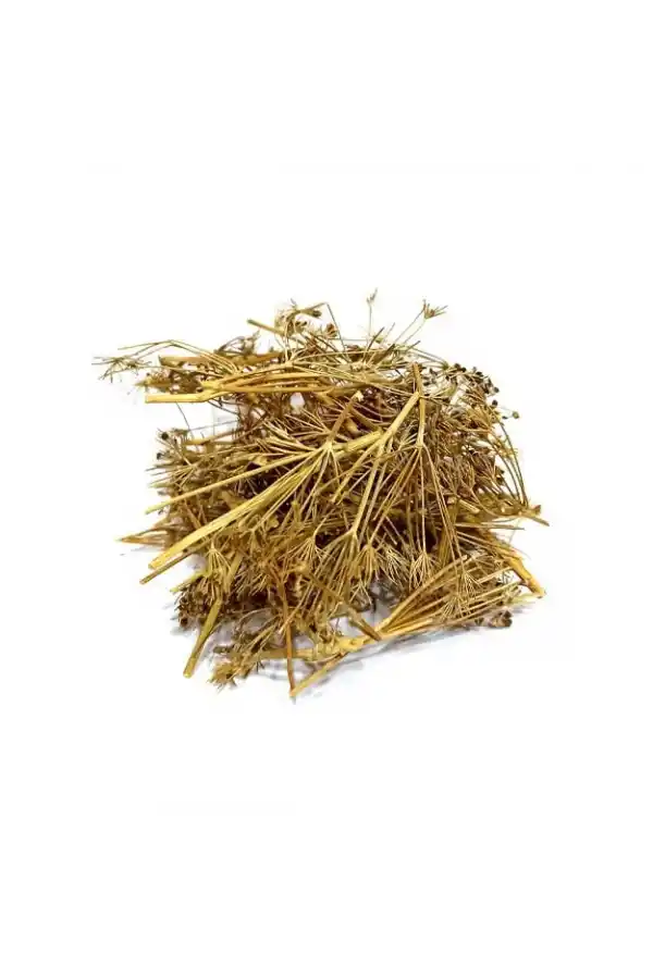 Melek Otu 100 Gr (Angelica archangelica)