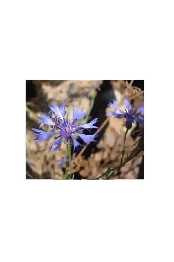 Peygamber Çiçeği 30 Gr, Lokman Aktar