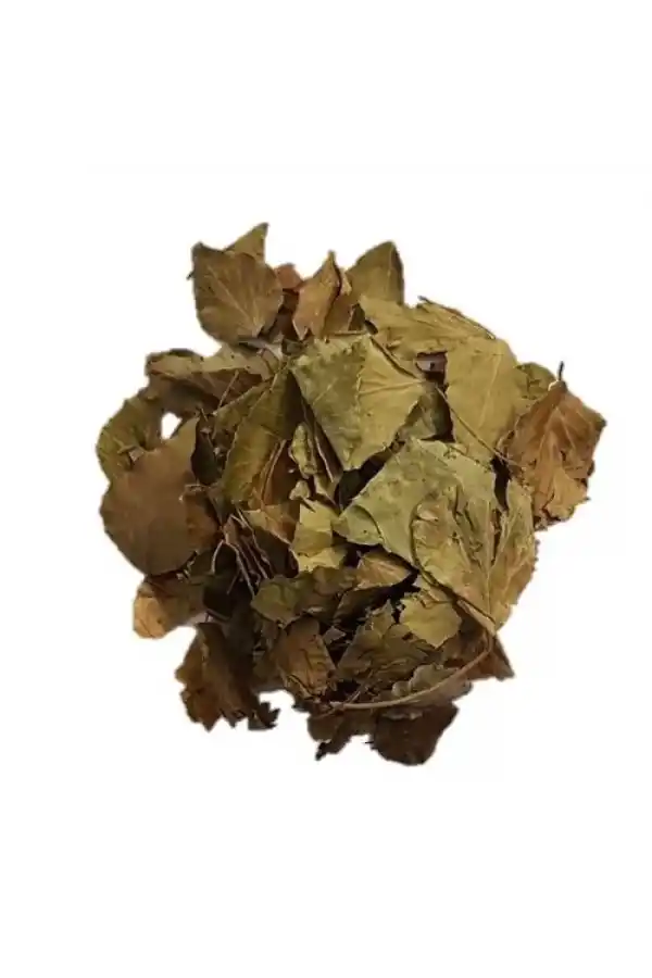 Sarmaşık Otu 25 Gr (Hedera Semen) 1Adet, Lokman Aktar