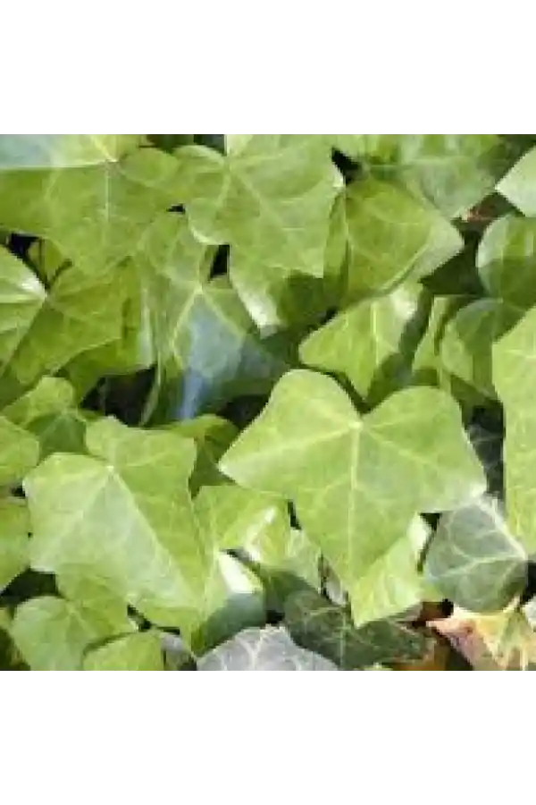 Sarmaşık Yaprağı Hedera Semen 100 gr, Derya Eren