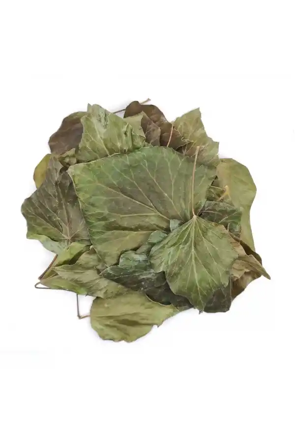 Sarmaşık Yaprağı Hedera Semen 100 gr, Derya Eren