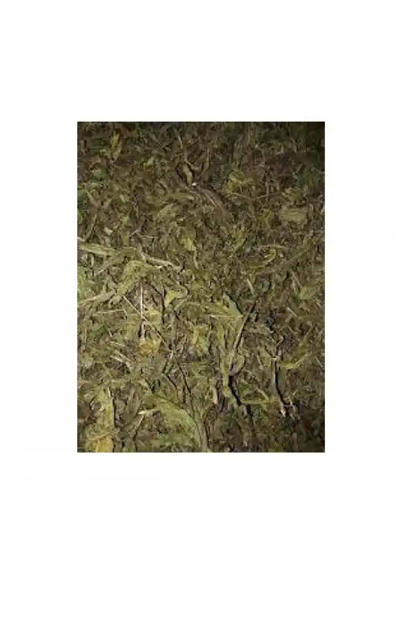 Yapışkan Andız Otu 50 Gr., Derya Eren