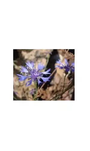 Peygamber Çiçeği Mavi Kantaron 50 G, Lokman Aktar