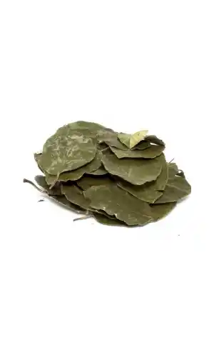 Avakado Yaprağı 25 gr, Derya Eren