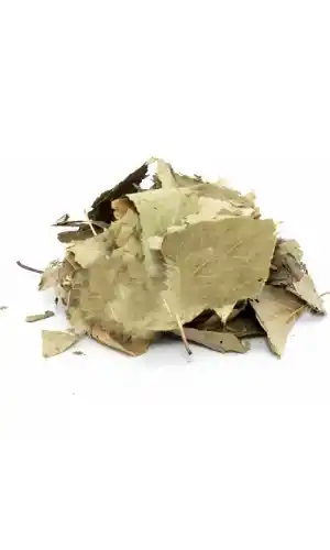 Ayva Yaprağı 20 Gr, Lokman Aktar