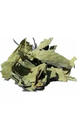 Çınar Yaprağı 20 Gr, Lokman Aktar