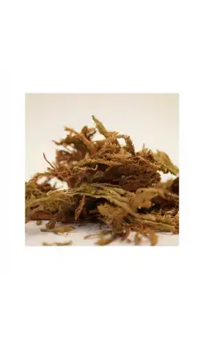 Kurt Pençesi 35 Gr, Lokman Aktar