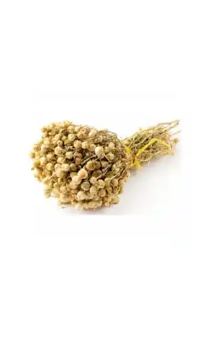 Üzerlik Otu Demet 1 Adet, Derya Eren