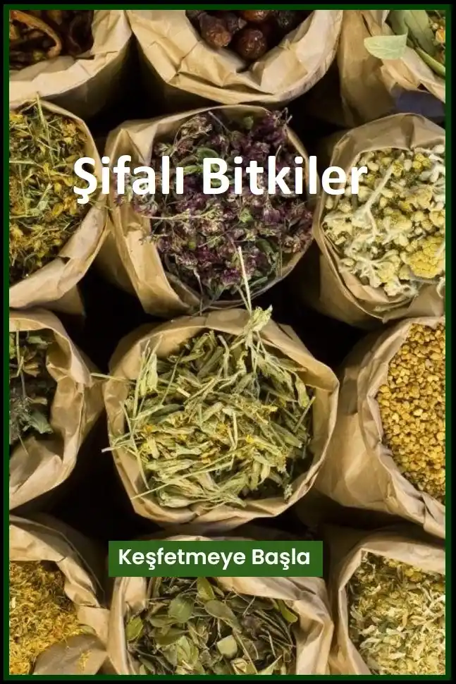 ŞİFALI BİTKİLER