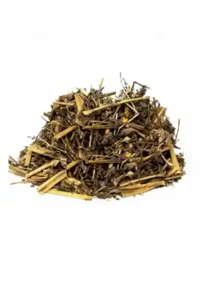 Kırlangıç Otu Göz Otu