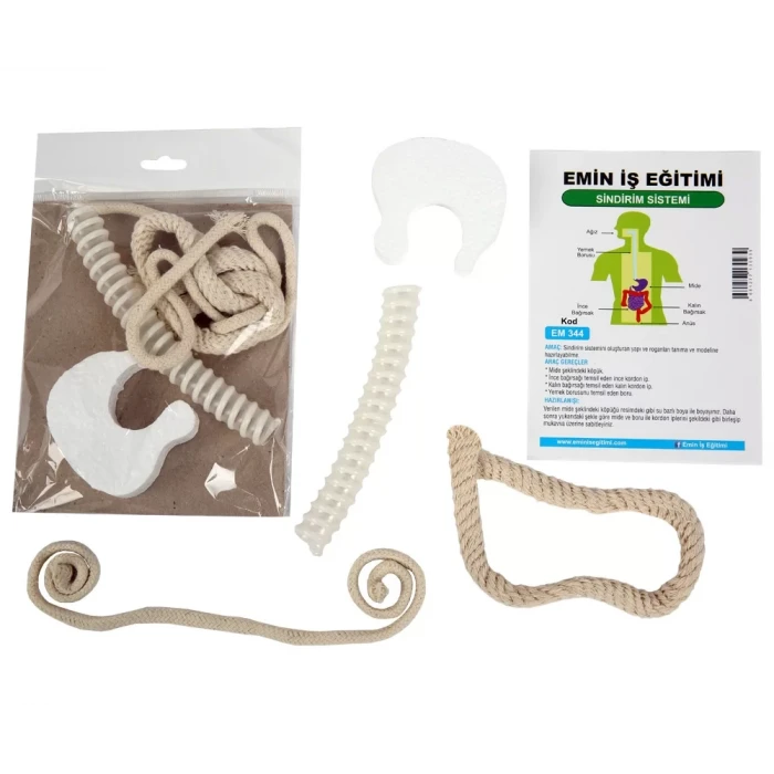 Sindirim Sistemi Modeli