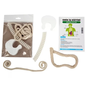 Sindirim Sistemi Modeli