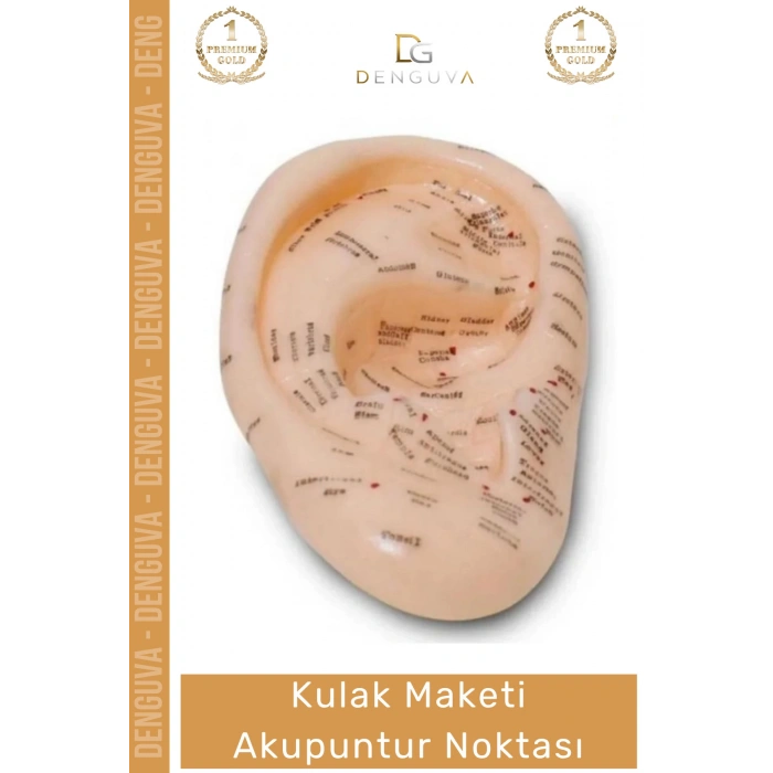 #EğitimMaketi Sert Plastik 20 CM Anatomik Eğitim Materyali Profesyonel Kulak Maketi Akupunktur Noktası