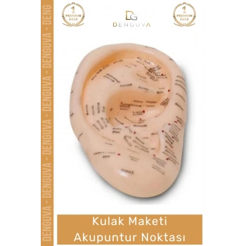#EğitimMaketi Sert Plastik 20 CM Anatomik Eğitim Materyali Profesyonel Kulak Maketi Akupunktur Noktası