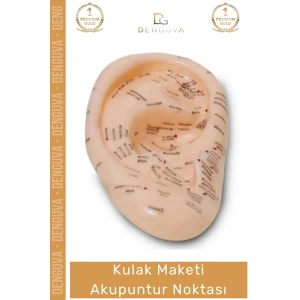 #EğitimMaketi Sert Plastik 20 CM Anatomik Eğitim Materyali Profesyonel Kulak Maketi Akupunktur Noktası