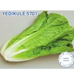 Biogen Yedikule Marul Tohumu 10gr 1 Paket