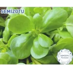 Green Line Semizotu Tohumu Sarı Frenk 10Gr
