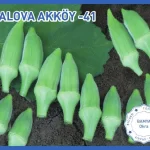 Biogen Yalova Akköy41 Bamya Tohumu 25gr 1 Paket