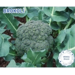Biogen Brokoli Tohumu 5gr 1 Paket