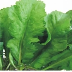 Biogen Tere Tohumu 25gr 1 Paket