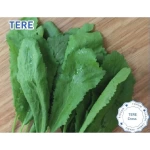 Biogen Tere Tohumu 25gr 1 Paket