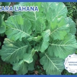 Biogen Karalahana Tohumu 25GR 1 Paket
