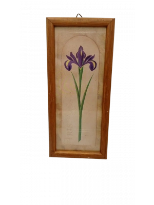 Vintage İris Çiçeği El Boyama Tablo