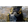 Evolite Flexion Outdoor Bot