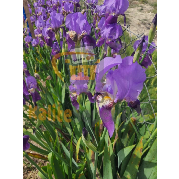 MOR ZAMBAK İRİS ÇİÇEĞİ FİDANI 20-40CM