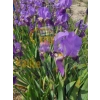 MOR ZAMBAK İRİS ÇİÇEĞİ FİDANI 20-40CM