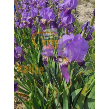 MOR ZAMBAK İRİS ÇİÇEĞİ FİDANI 20-40CM