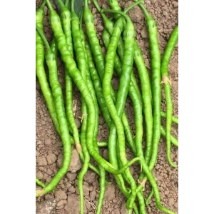 Tatlı Kıl Biber Tohumu 10 Gr