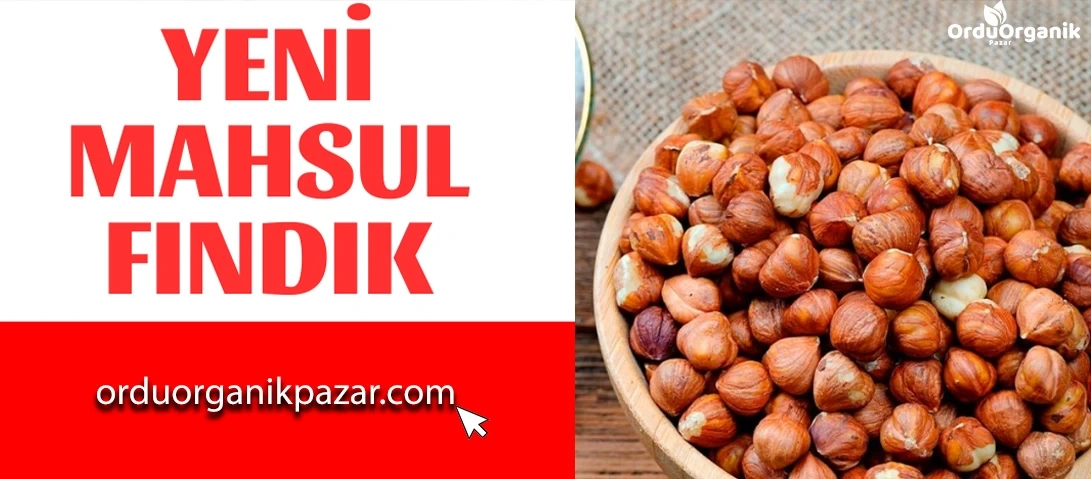 fındık yeni