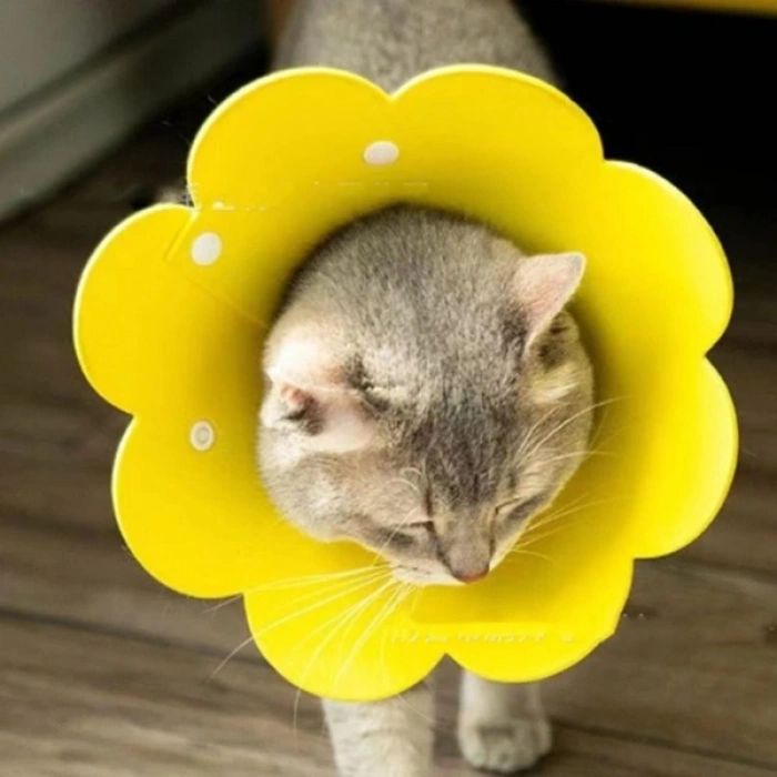 Nevamel Evcil Hayvan M Boy Keçe Elizabeth Yakalığı