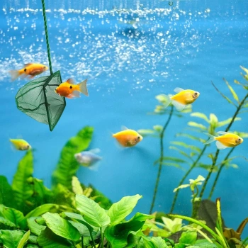 Nevamel Akvaryum Balık Kepçesi 7.5 Cm.