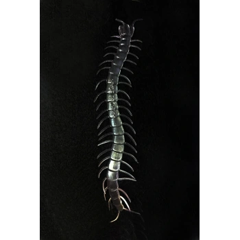 Nevamel Karanlıkta Parlayan Fosforlu Kırkayak