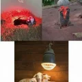 BUĞZ 100W Kızılötesi (infrared) Isıtıcılı Hayvan Isıtma ve Kuluçka Lambası (Kırmızı Işık) E27 (Kalın Duy) ( BUĞZ )