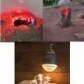 BUĞZ 150W Kızılötesi (infrared) Isıtıcılı Hayvan Isıtma ve Kuluçka Lambası (Kırmızı Işık) E27 (Kalın Duy)