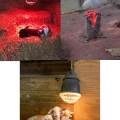 BUĞZ 250W Kızılötesi (infrared) Isıtıcılı Hayvan Isıtma ve Kuluçka Lambası (Kırmızı Işık) E27 (Kalın Duy)
