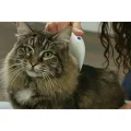 BUĞZ Flea Doctor Pet Hayvanlar İçin Haşere Öldürücü Pilli Pire Tarağı