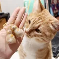BUĞZ Kedi Şeffaf Anı Anahtarlığı - Kedi Figürlü - Karışık Model