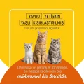 BUĞZ Petzzcats Tavuk Etli Konserve Kedi Maması 1 Adet 70 gr