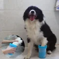 BUĞZ Soft Gentle Köpek Pati Yıkama Aparatı KÜÇÜK